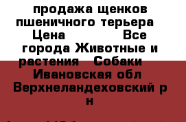 продажа щенков пшеничного терьера › Цена ­ 35 000 - Все города Животные и растения » Собаки   . Ивановская обл.,Верхнеландеховский р-н